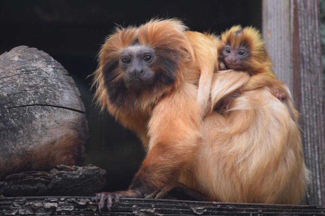 Narodziny "złotych" bliźniąt w płockim ZOO