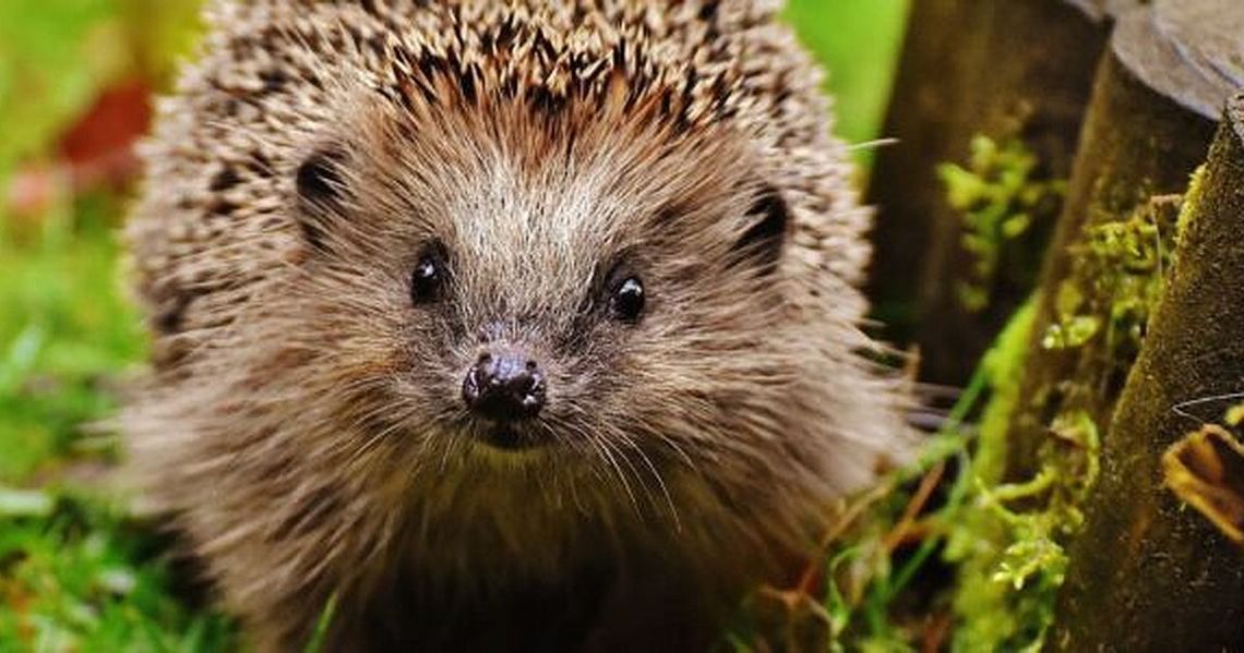 Nasze wsparcie pozwoli jeżom przezimować