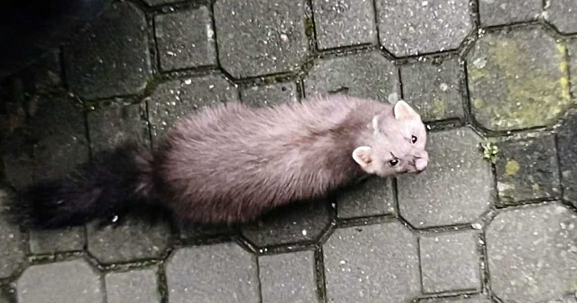 Nietypowy gość kamienicy przy Kwiatka