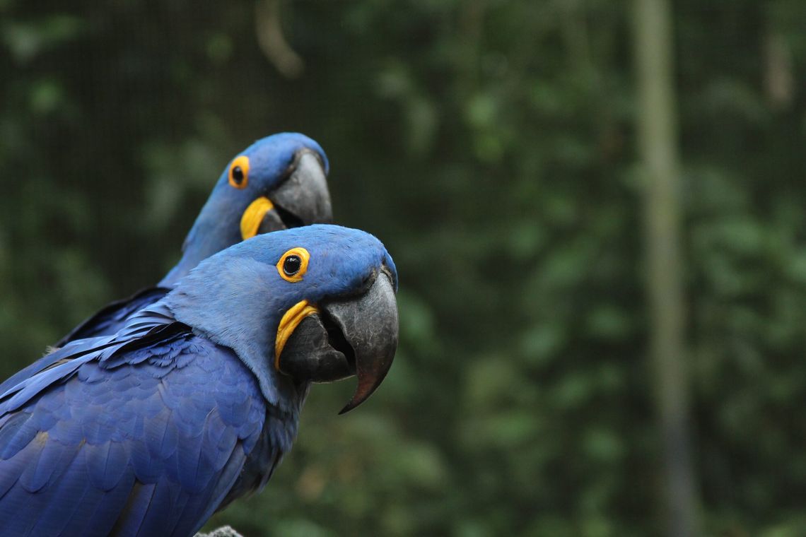 Nowi skrzydlaci mieszkańcy ZOO Płock!