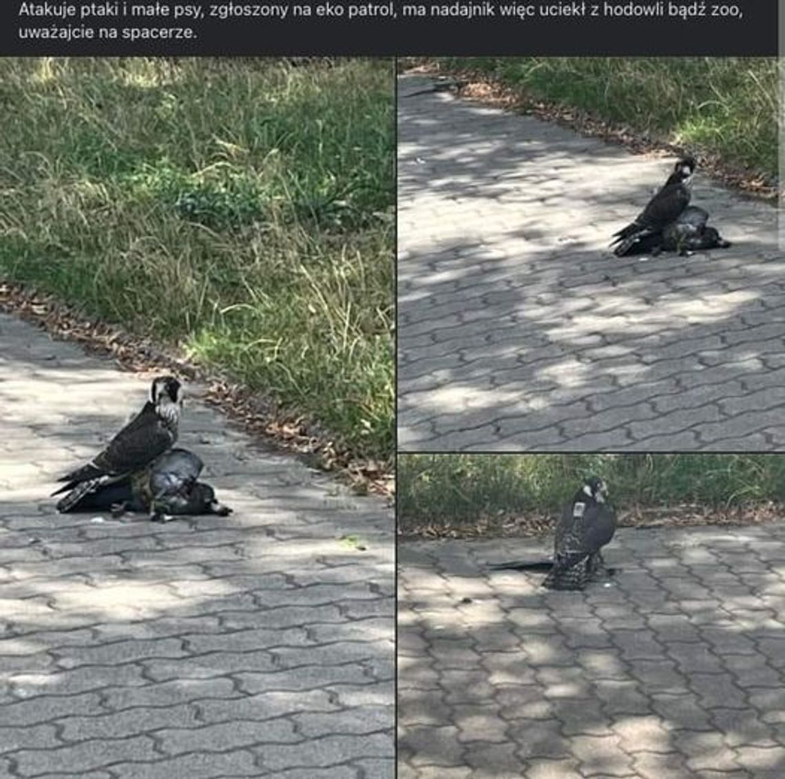ORLEN dla sokołów. Co słychać u Falco?