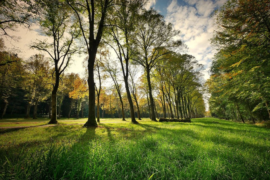 Park na Międzytorzu Park na Międzytorzu