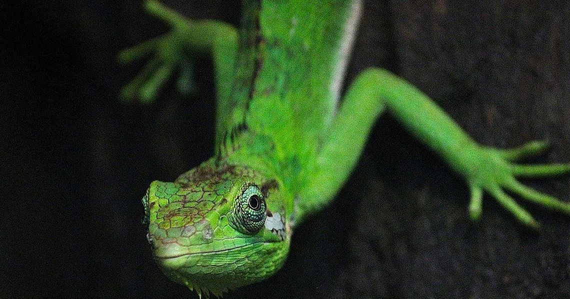 Płockie Herpetarium ma nowych mieszkańców
