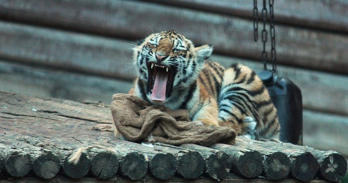 Płockie ZOO otwiera Zimową Trasę Zwiedzania!