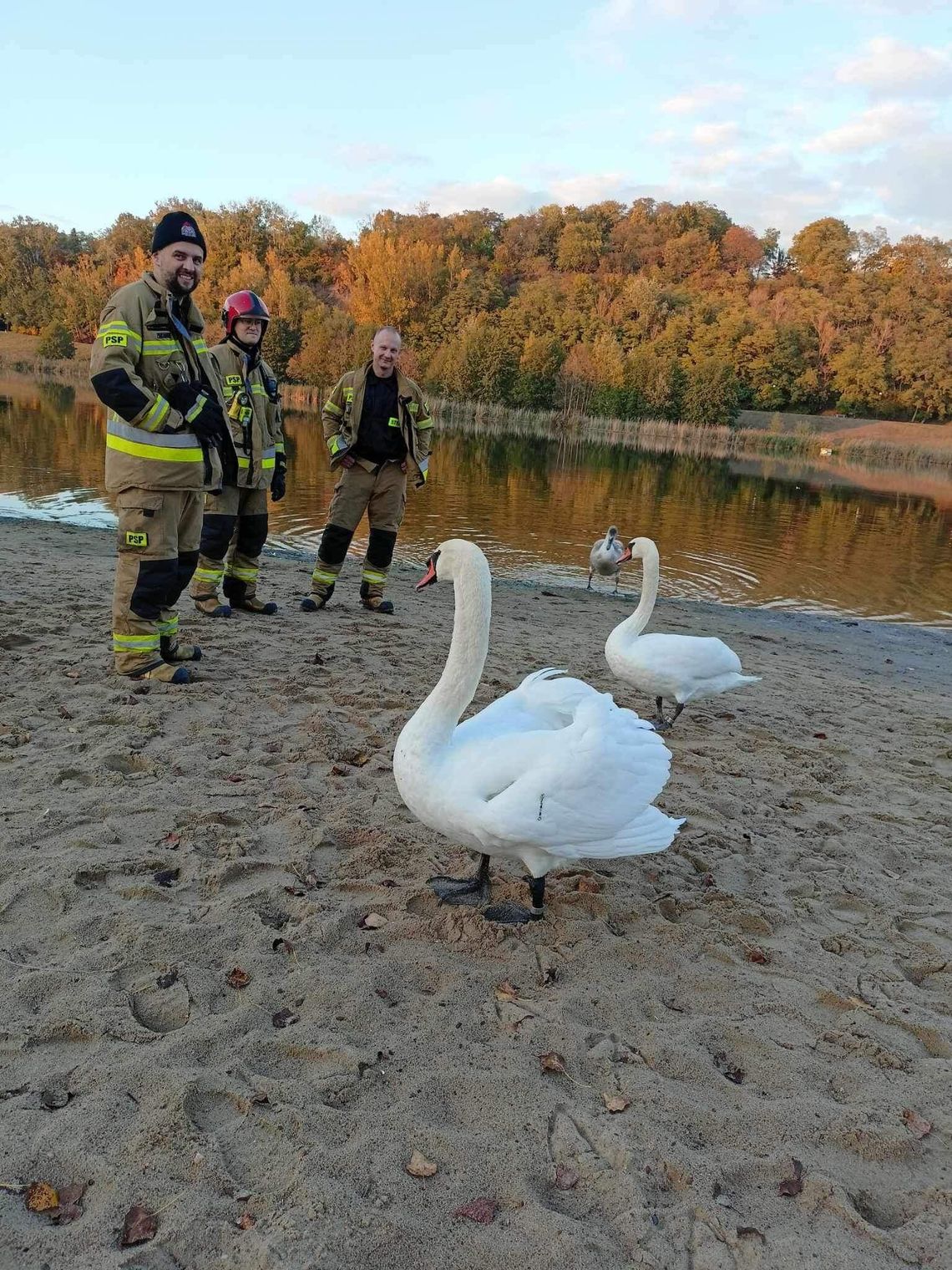 Strażnicy miejscy i strażacy uratowali łabędzia