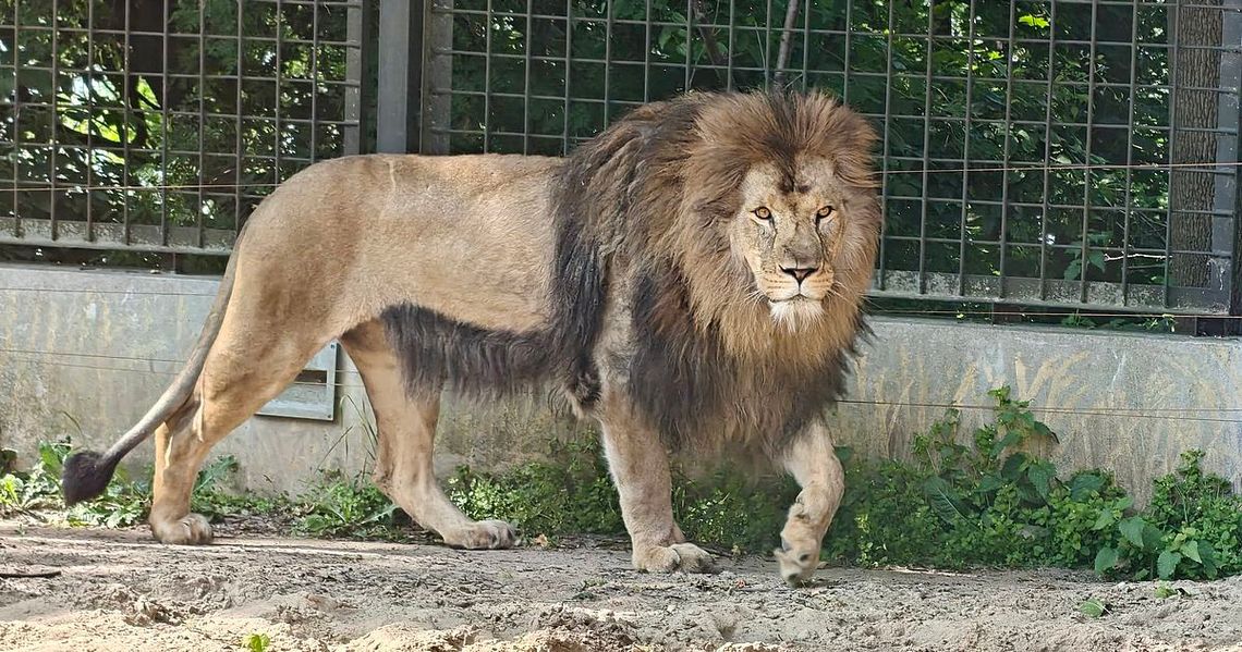 Urodziny w płockim zoo