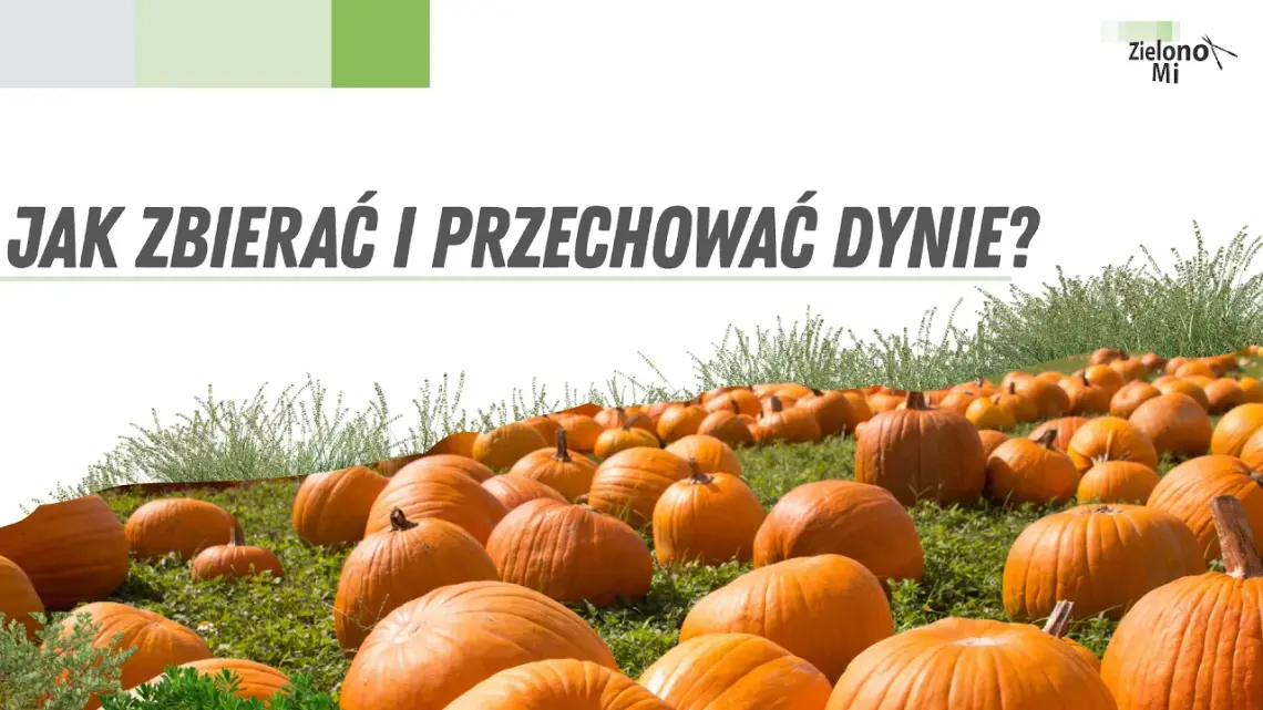 Zielono mi! - Jak zbierać i przechować dynie? Zielono mi! - Jak zbierać i przechować dynie?