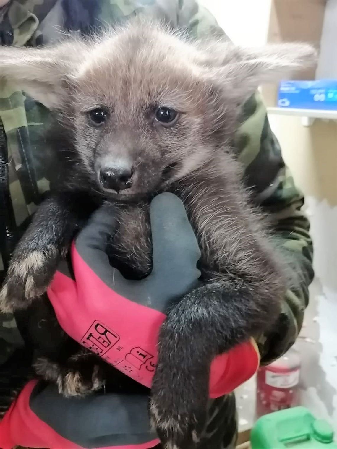 ZOOrodzina powiększyła się!